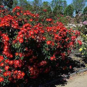 Rdeča-živo rdeča z belo sredino - Vrtnice Floribunda    